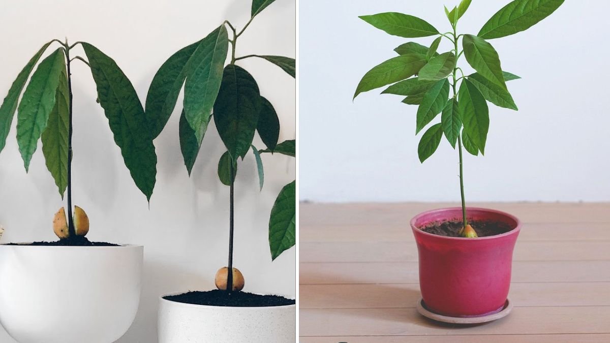 How to Grow Avocado at Home Successfully in Pots or Soil for Healthy Trees and Long-Term Growth