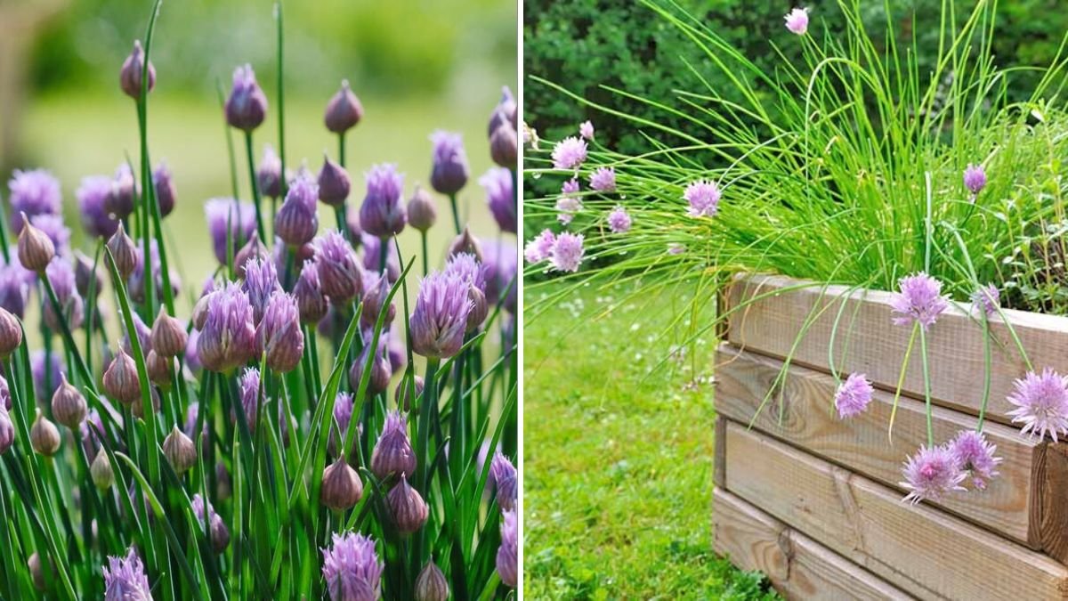 Infinite Chives Growing Guide: How to Harvest Chives Forever at Home with Simple Gardening Techniques