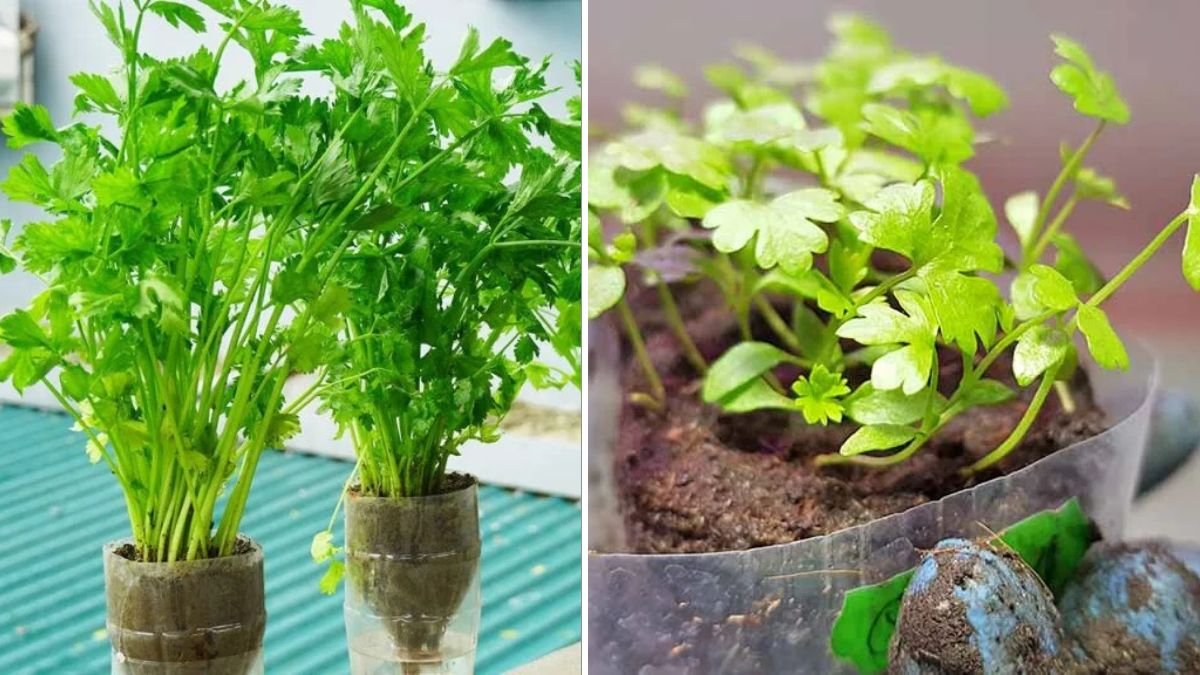 How to Grow Celery in Self-Watering Bottles Easily at Home for Continuous Fresh Harvests