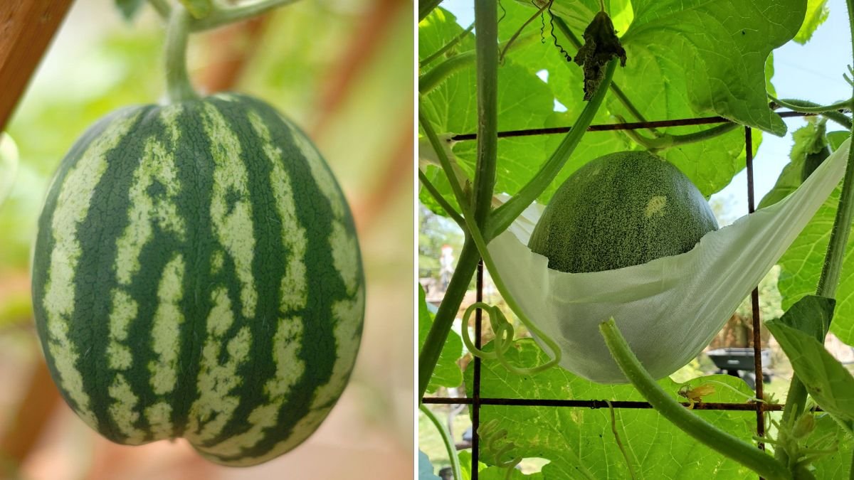 Suspended Watermelons: How to Grow Watermelons Hanging in the Air for Strong Vines and Perfect Fruits