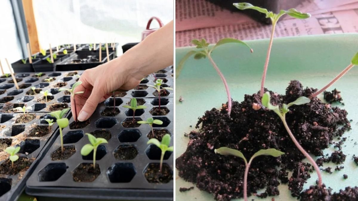 Improvised Seedbeds: Smart, Low-Cost Ways to Start Seeds Anywhere