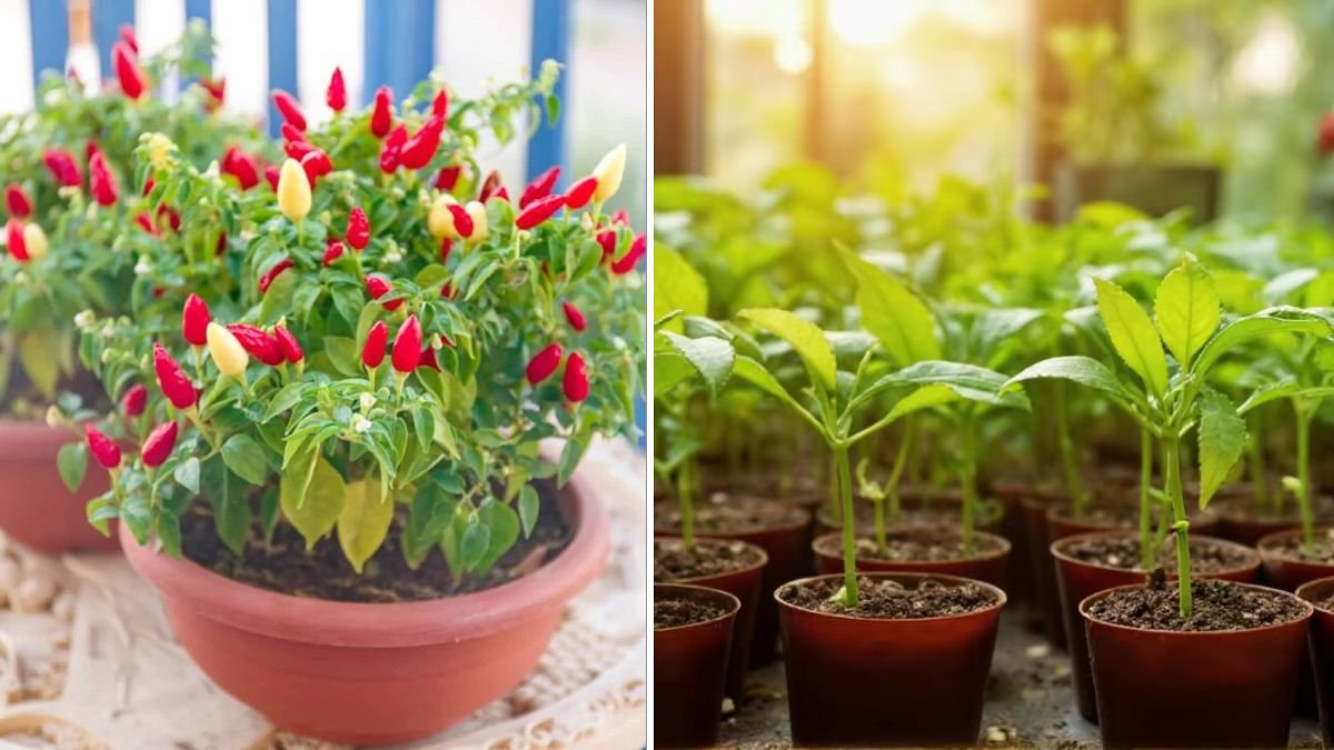 How to Grow Peppers from Seeds: A Complete Step-by-Step Home Gardening Guide