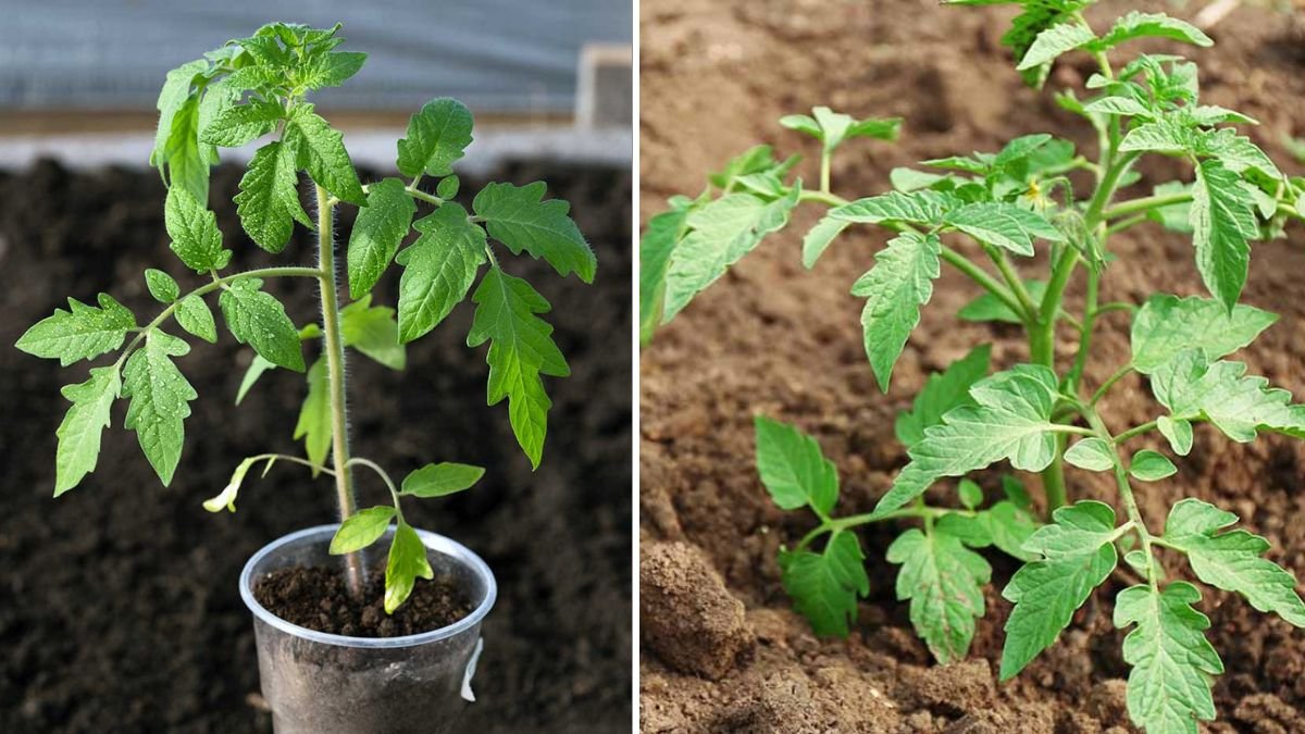 How to Grow Tomatoes Using Cuttings – A Beginner’s Guide