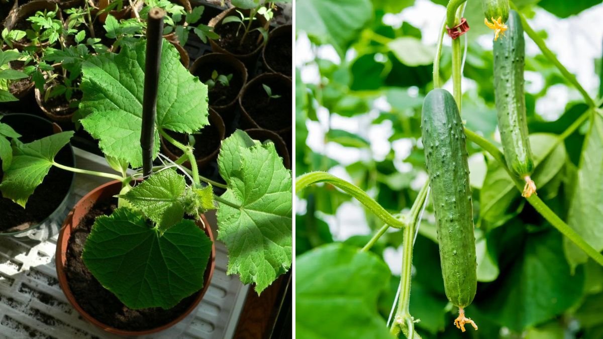 How to Grow Cucumbers in a Plastic – Maximum Yield from Small Spaces