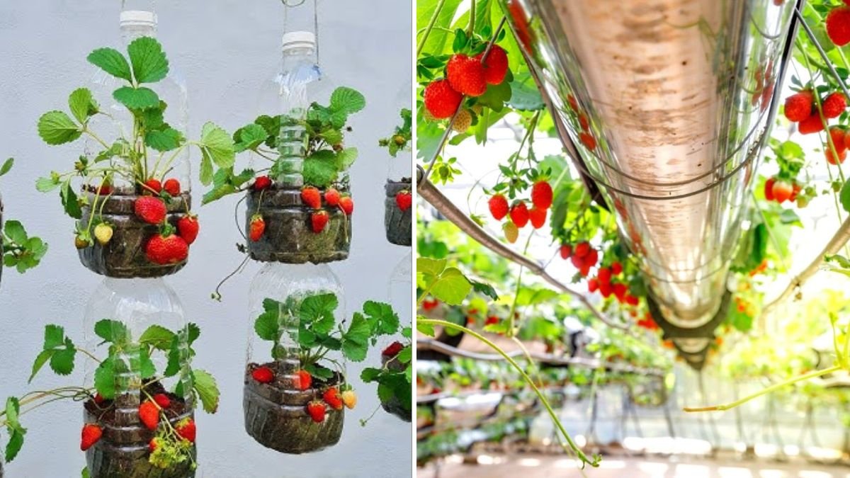 How to Grow Strawberries in Hanging Plastic Bottles for Maximum Yield