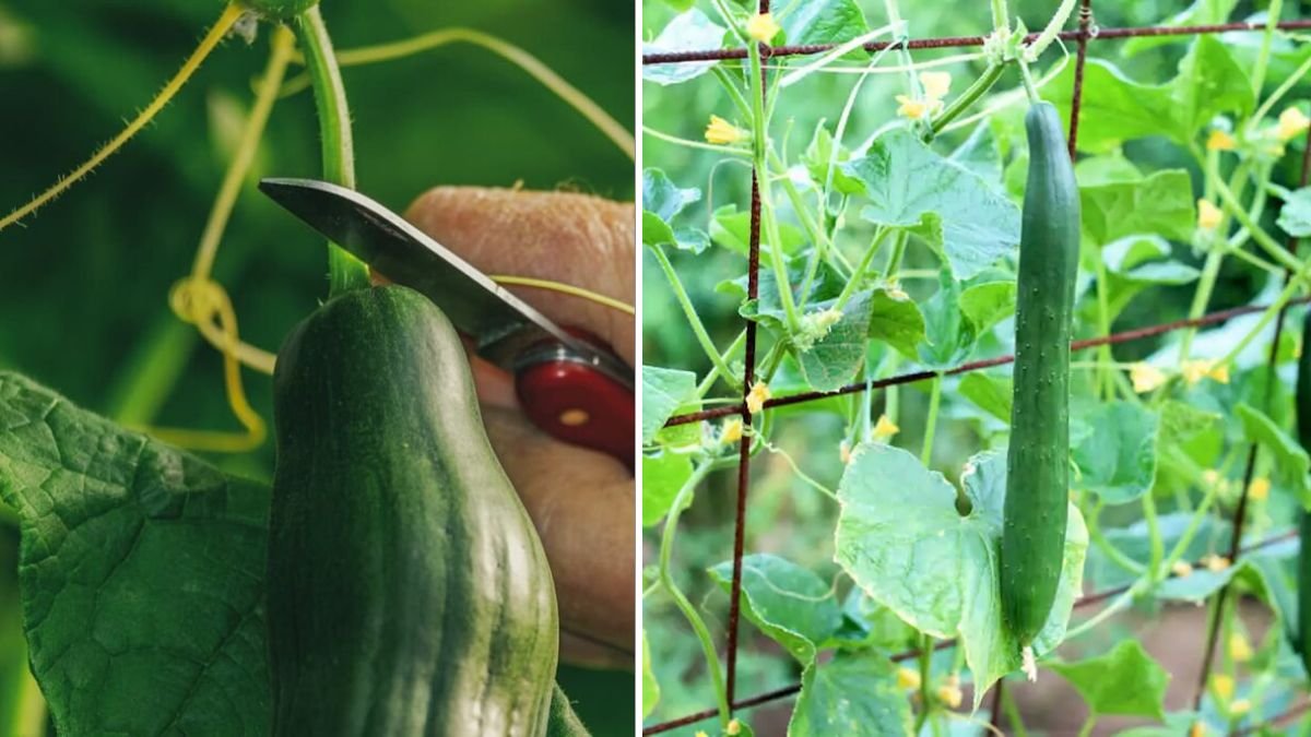 Instructions for Growing Cucumbers in Plastic Containers | High-Yield Urban Gardening