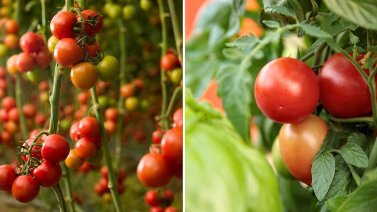 Growing Tomatoes From Banana Cuttings – Myth, Science, and Smart Gardening Tricks