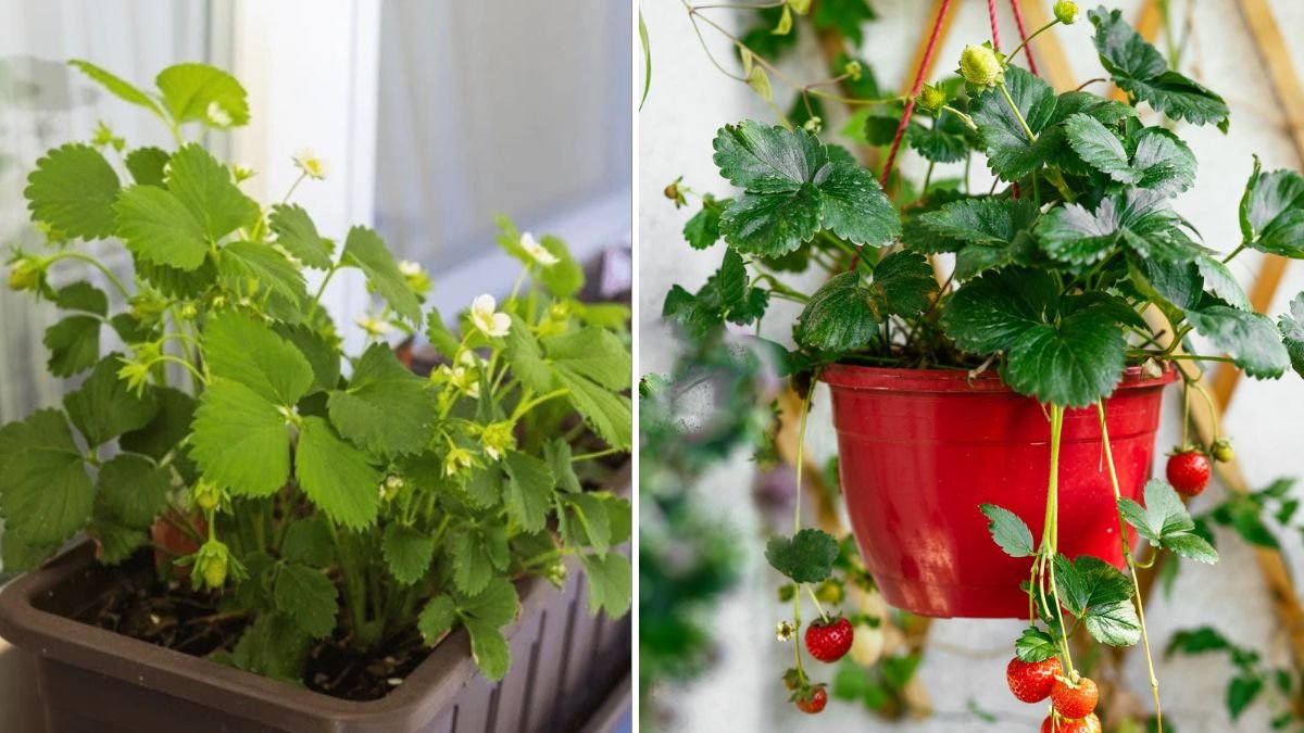 EASY Balcony Strawberry Growing Guide for BIG Harvests Without a Garden