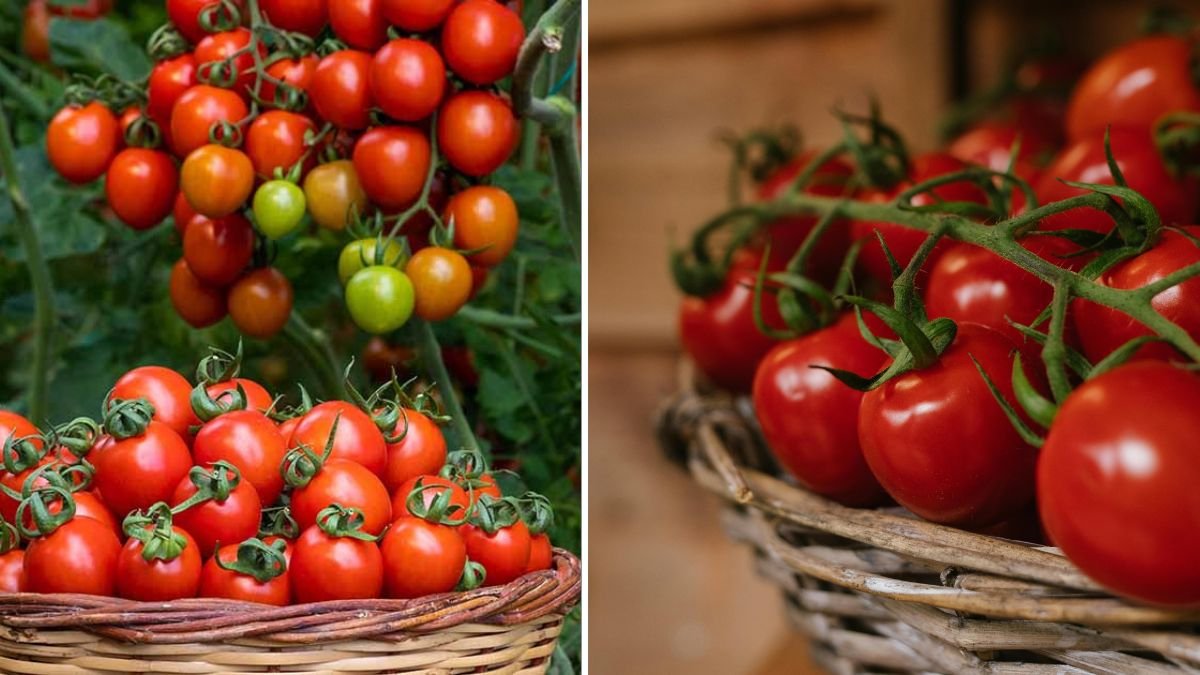 How to Grow MORE Tomatoes in Containers! Ultimate Gardening Tips