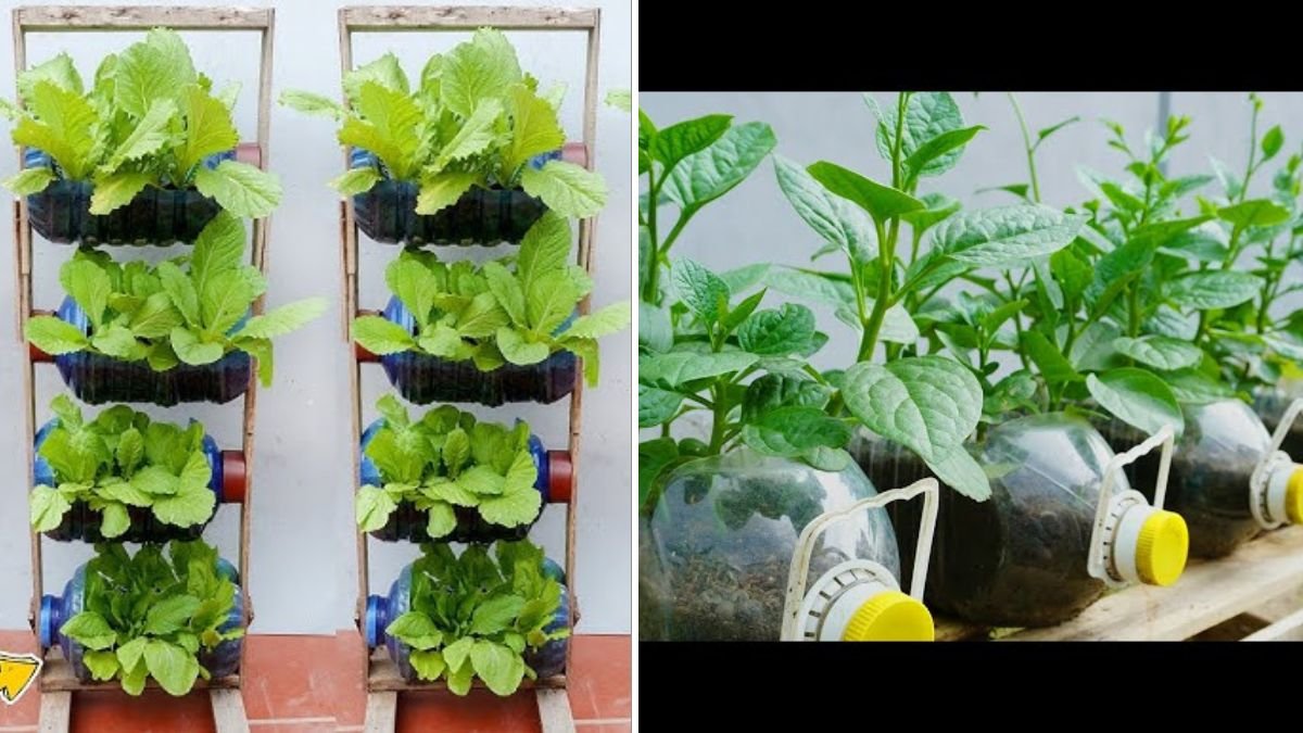 Growing Spinach From Plastic Bottles Is Both Effective and Cost-Effective