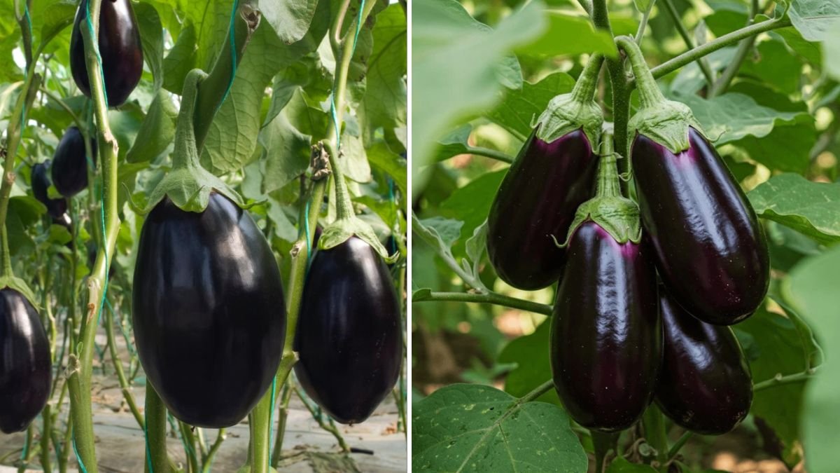 Ultimate Guide to Growing Tomatoes and Eggplants Together for Maximum Harvests