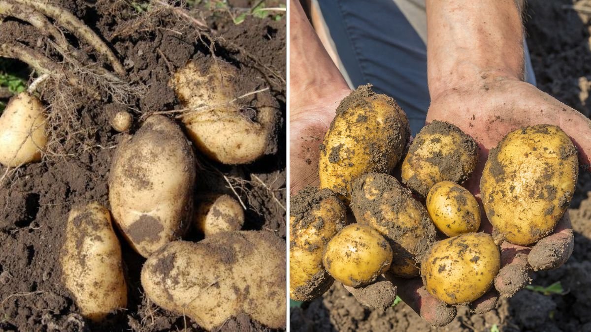 Tips for Growing Potatoes in Easy Sacks: Maximum Bulbs, Minimal Effort