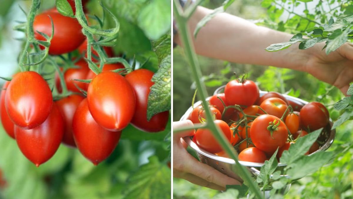 Growing Plastic Bottle Tomatoes Has Never Been Easier: A Complete Guide
