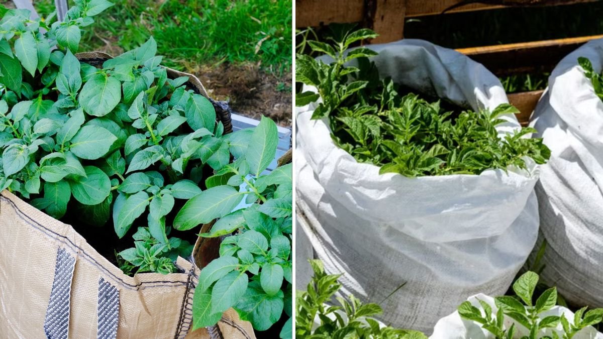 How to Grow Potatoes in Bags Right on Your Balcony: A Simple Step-by-Step Guide