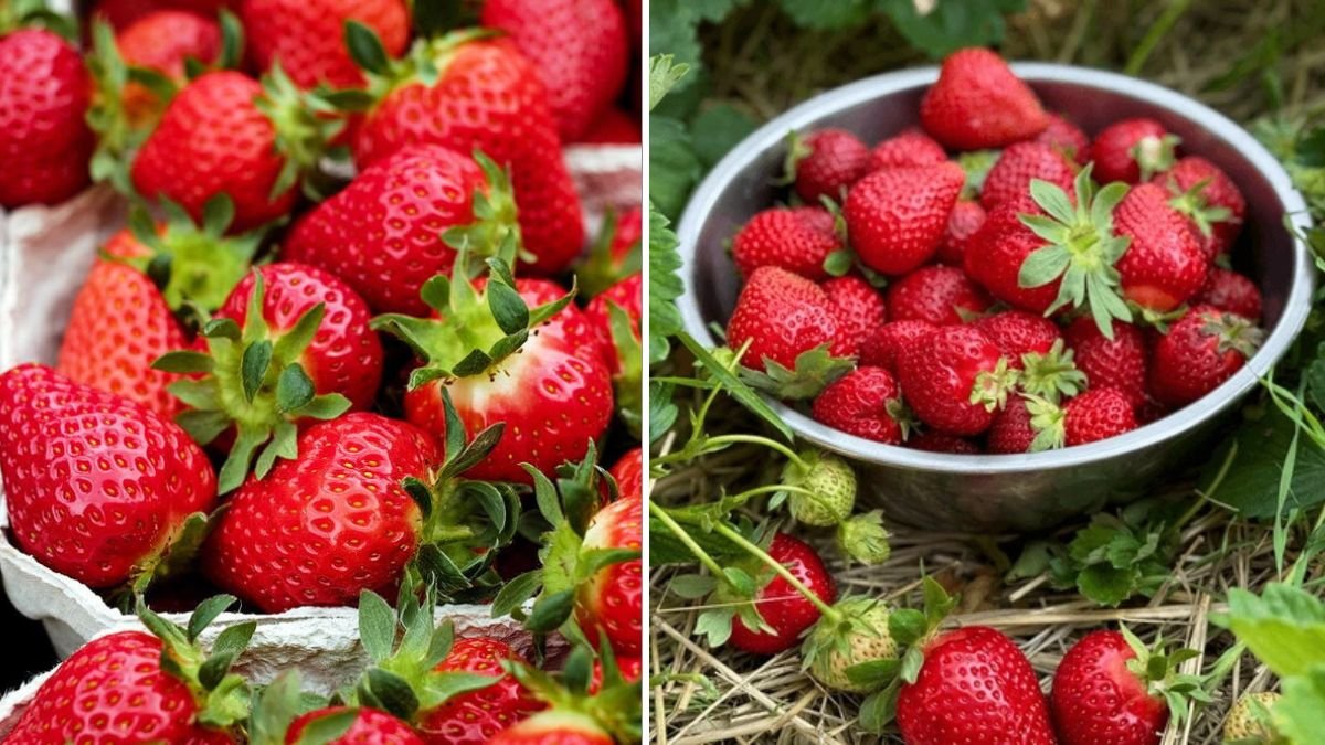 Grow Strawberries Easily in Hanging Containers – Maximum Yield from Small Spaces