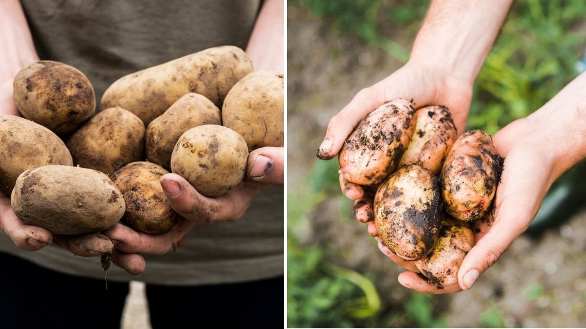 Just 1 Spoon?! HUGE Potatoes in 2 Months – The Fastest Container Growing Method