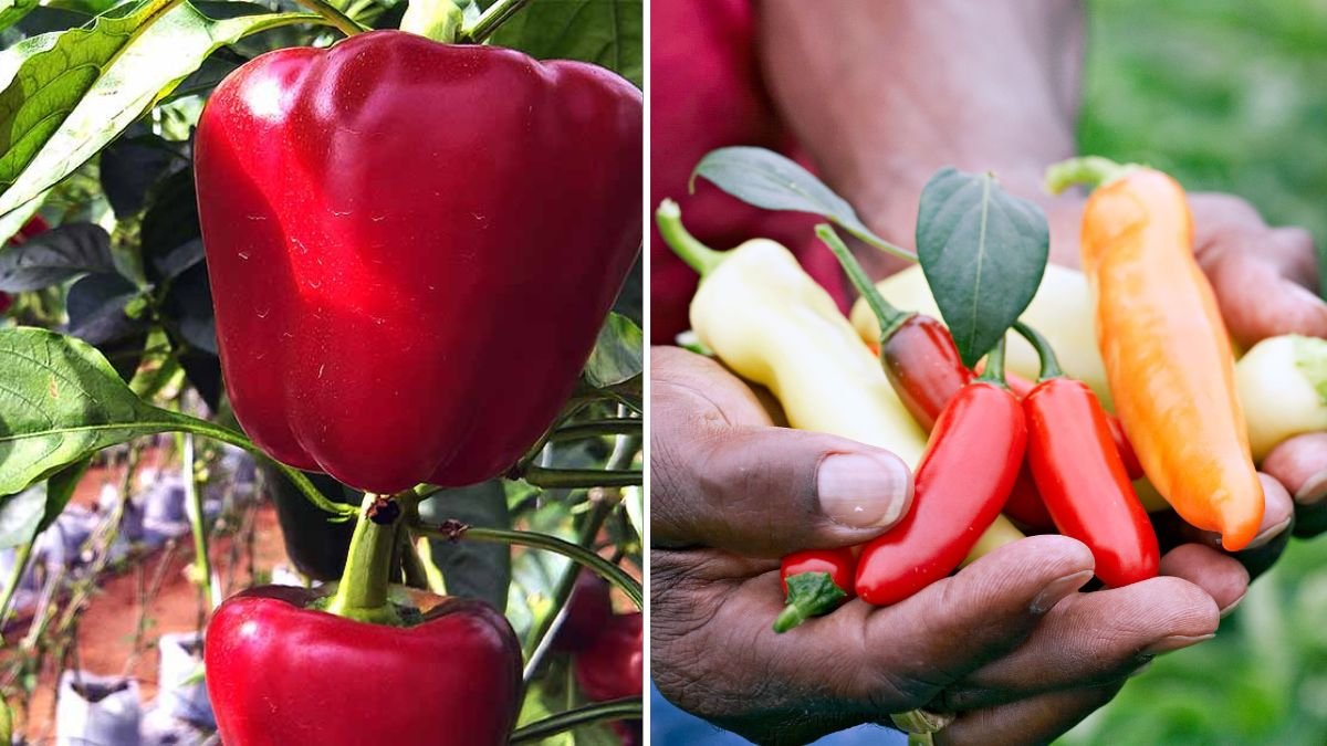 Do You Like Growing Bell Peppers? Today’s Simple Method Gives Bigger, Sweeter Harvests