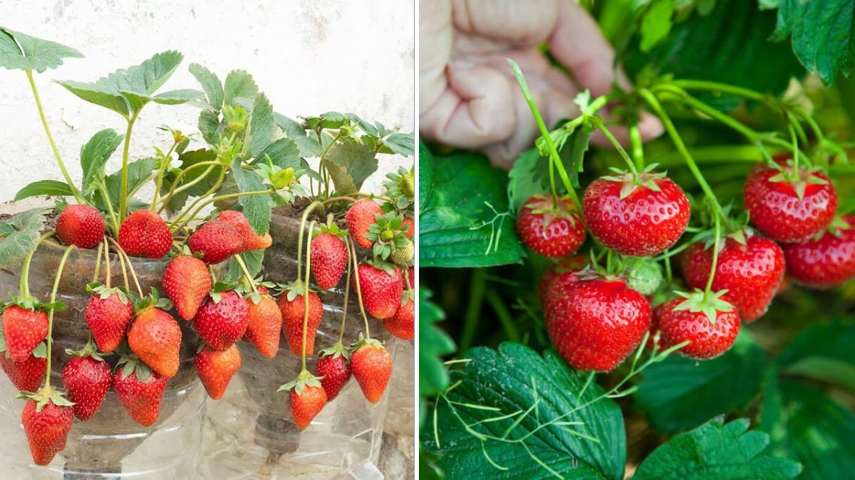 Urban Gardening Hack: Grow Sweet Strawberries in Hanging Plastic Bottles with Big Harvests