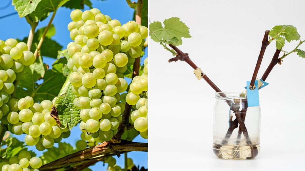 The Ultimate Guide to Growing Grapes from Cuttings Using Simple Techniques for Success