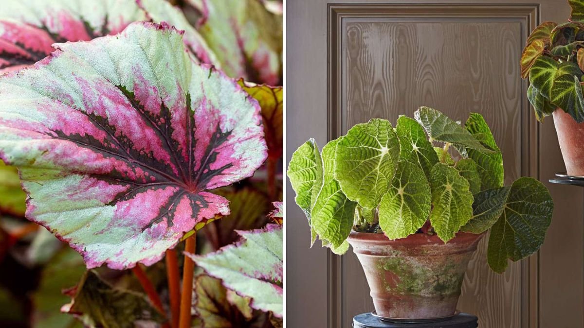 Easy Hack to Grow Lush Green Begonia Leaves Indoors with Minimal Effort