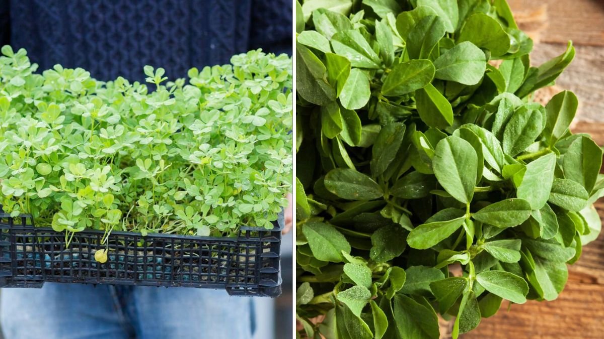 Simple Guide to Growing Kasuri Methi in a Pot at Home