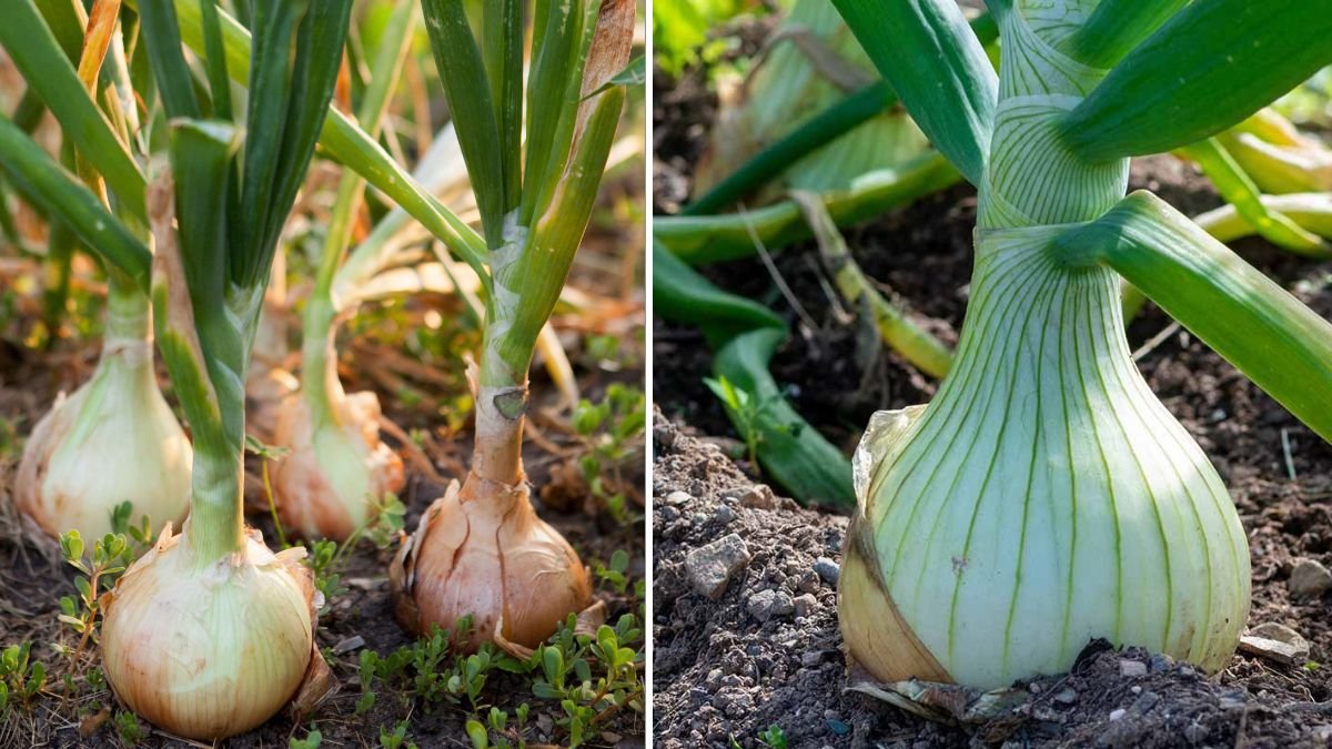Best Techniques for Cultivating Bunching Onion Leaves at Home