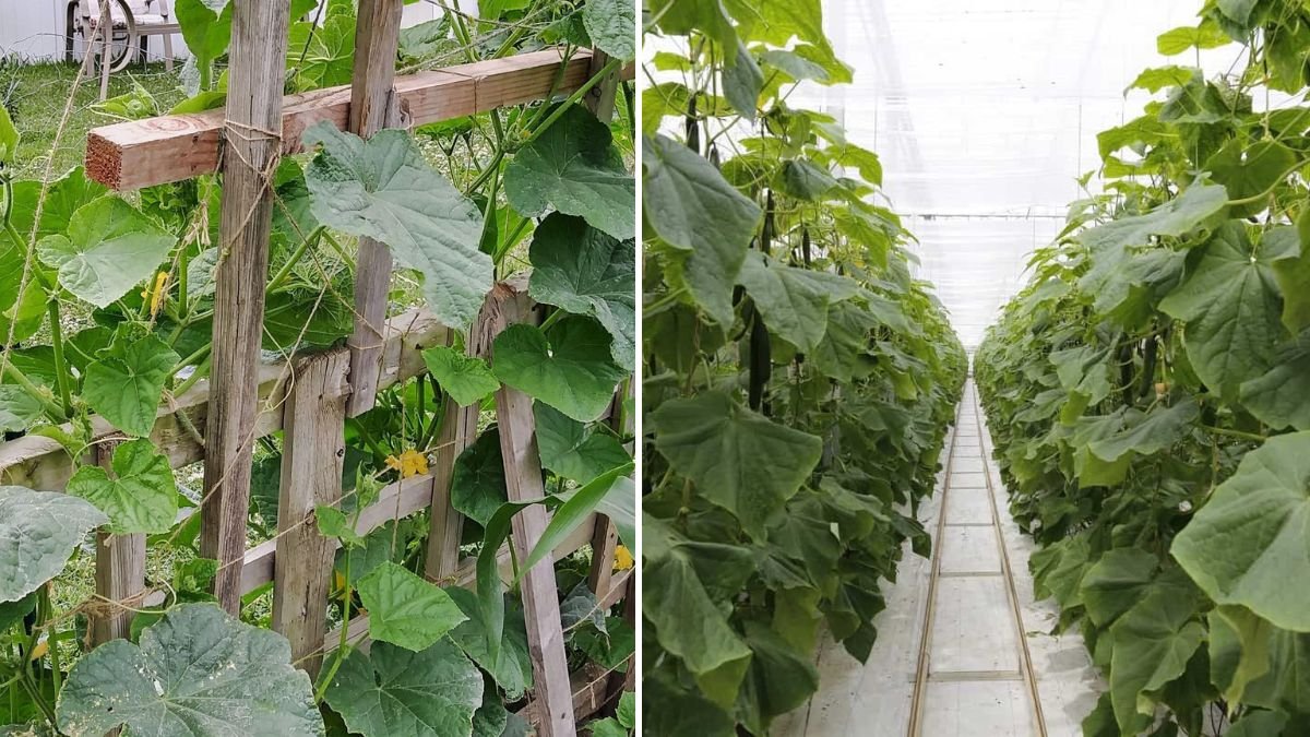 Easy Hack To Grow Cucumber On Trellis For Maximum Space Saving