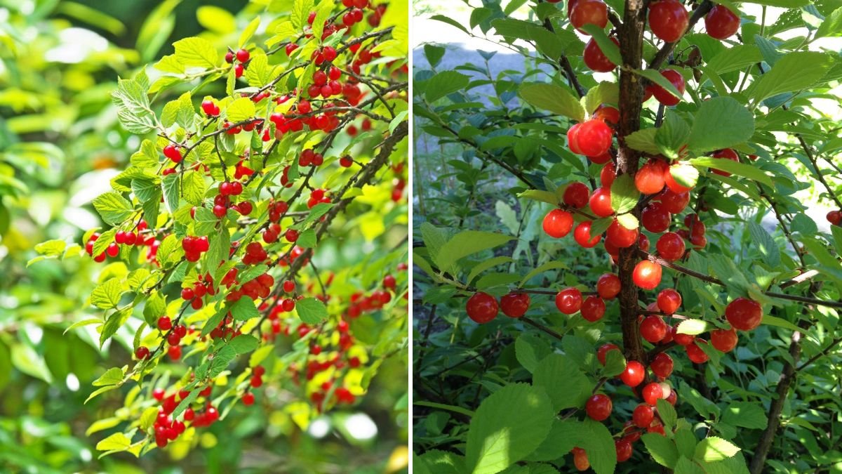 Easy Way to Grow Nanking Cherry in Canada A Comprehensive Guide for Beginners