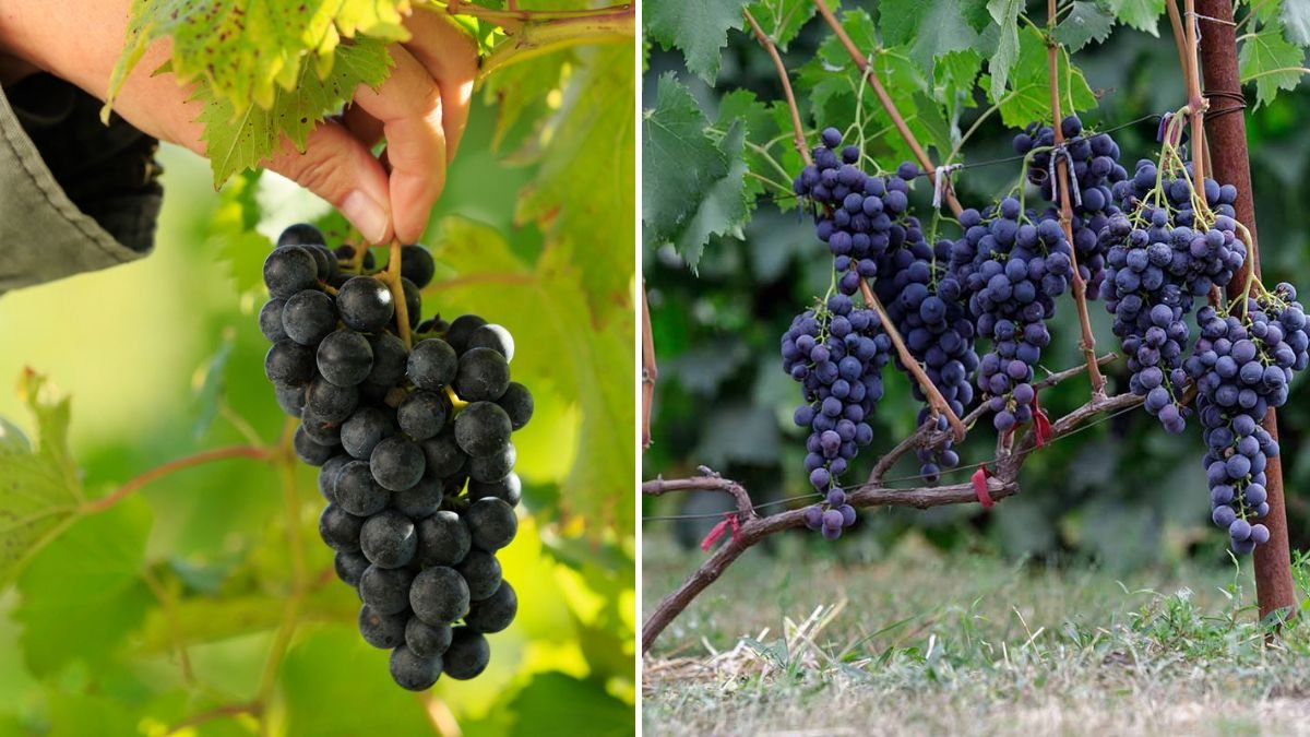 The Ultimate Guide to Successfully Growing Black Grapes in Pots for Home Gardens