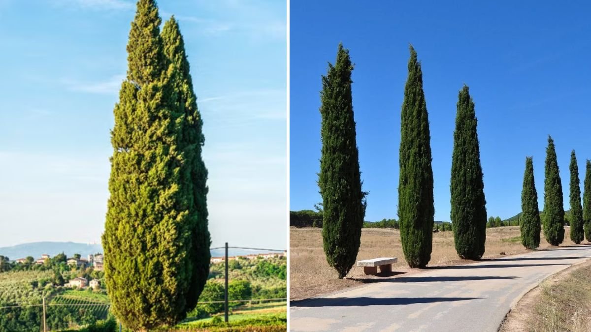 Simple Guide to Growing Italian Cypress for Your Landscape A Step by Step Approach