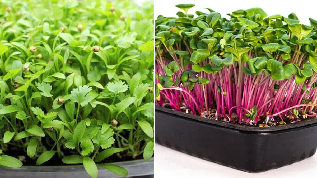 How to Grow Coriander Microgreens at Home for a Fresh Flavor Boost