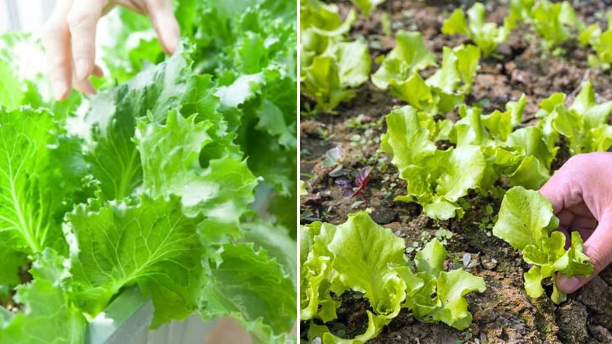 Discovering the Ultimate Guide to Growing a Variety of Mixed Salad Greens in Your Own Backyard