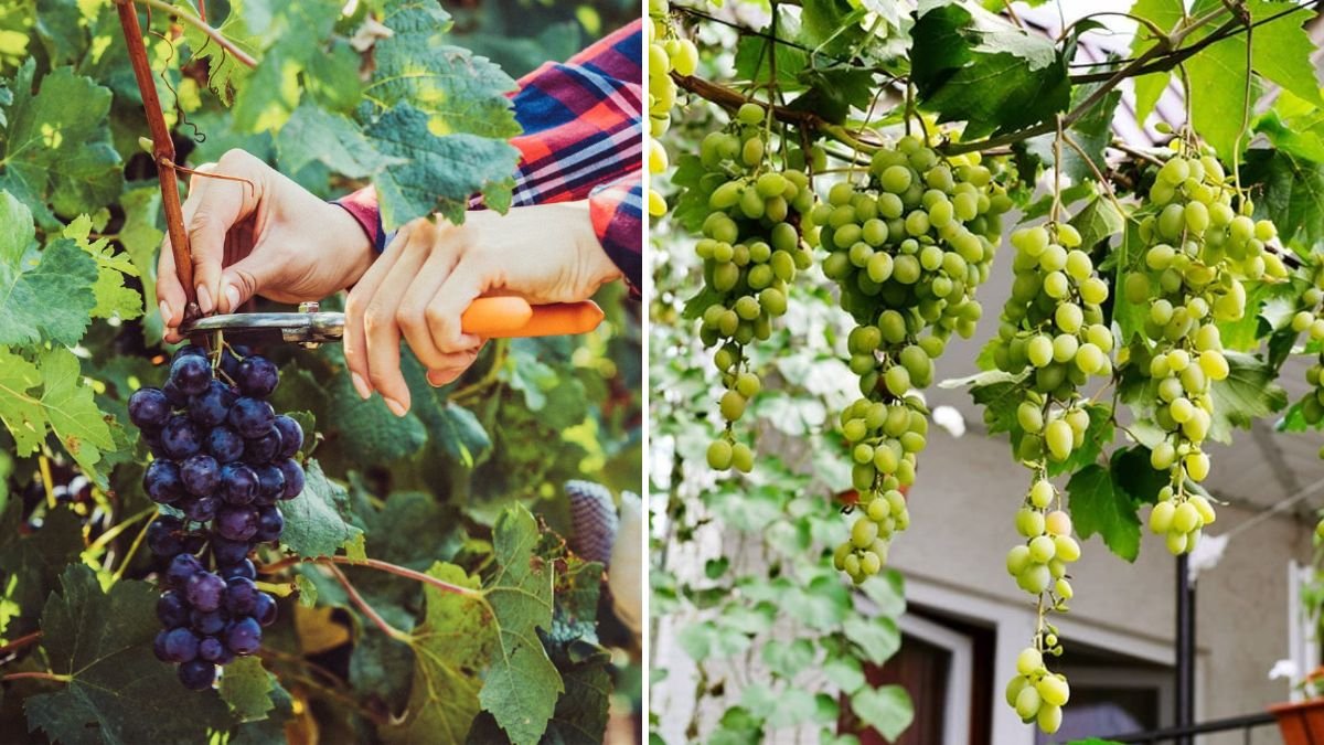 How to Successfully Grow Green Grapes at Home with Minimal Effort