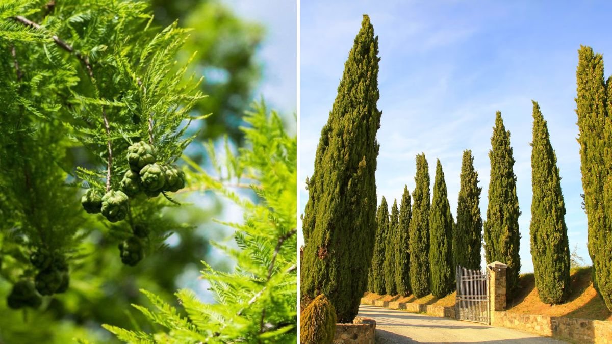 How to Successfully Grow Cypress Trees for a Stunning Formal Garden Aesthetic