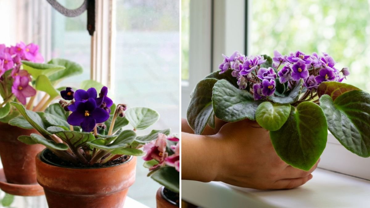 The Ultimate Guide to Successfully Cultivating African Violets in Low Light Conditions at Home