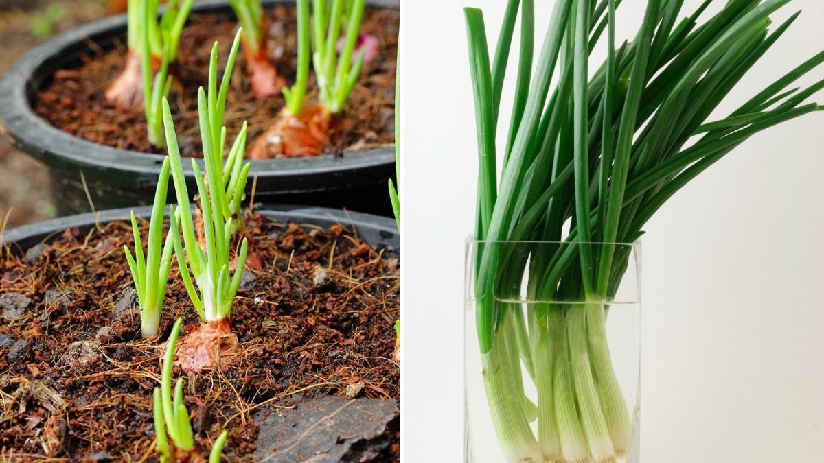 How to Successfully Grow Spring Onion Greens in Water for New Gardeners and Culinary Enthusiasts