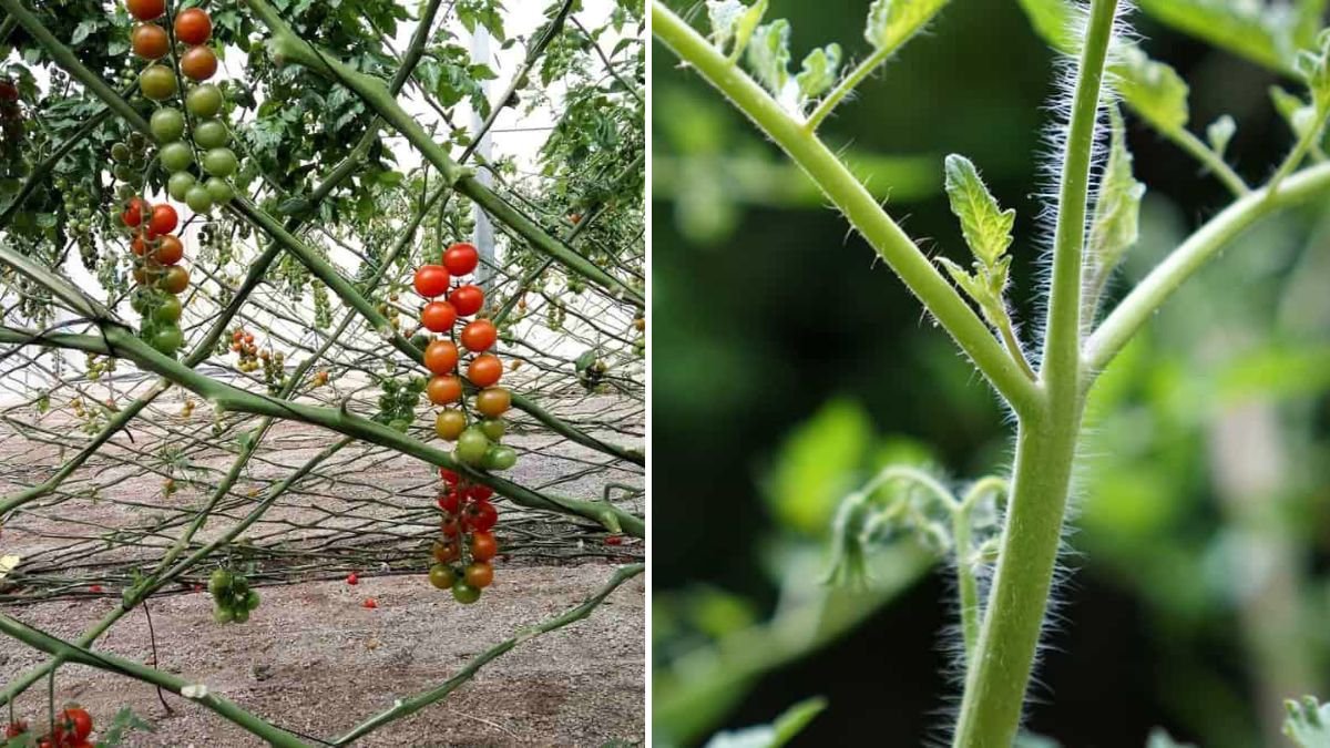 Easy Trick to Root Tomato Suckers and Enhance Your Garden Productivity