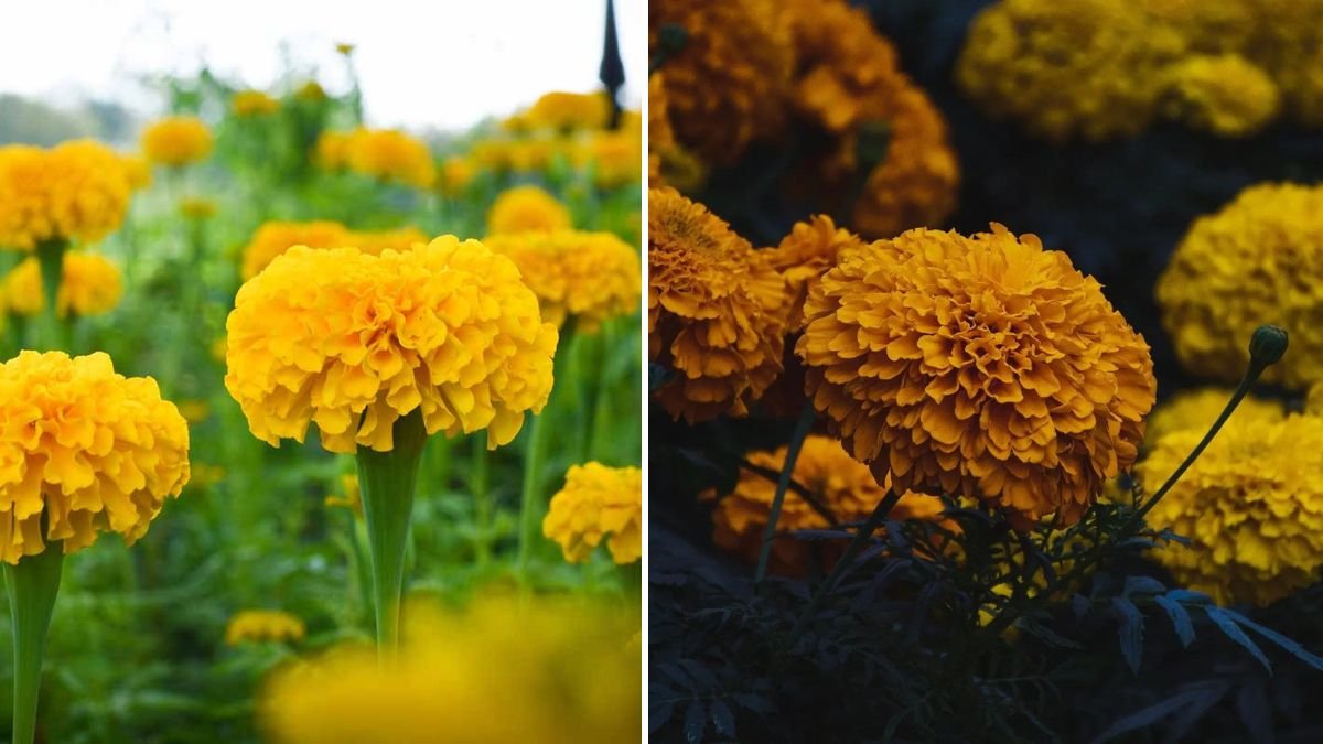 A Complete Guide to Successfully Growing Marigolds in Winter with Easy Techniques