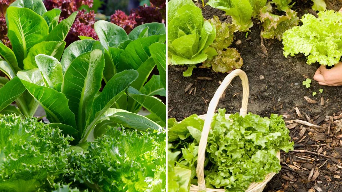 Ultimate Guide to Successfully Growing Loose Leaf Lettuce at Home for Beginners