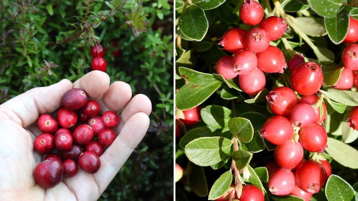 Discover the Ultimate Guide to Successfully Grow Your Own Cranberry Plant at Home
