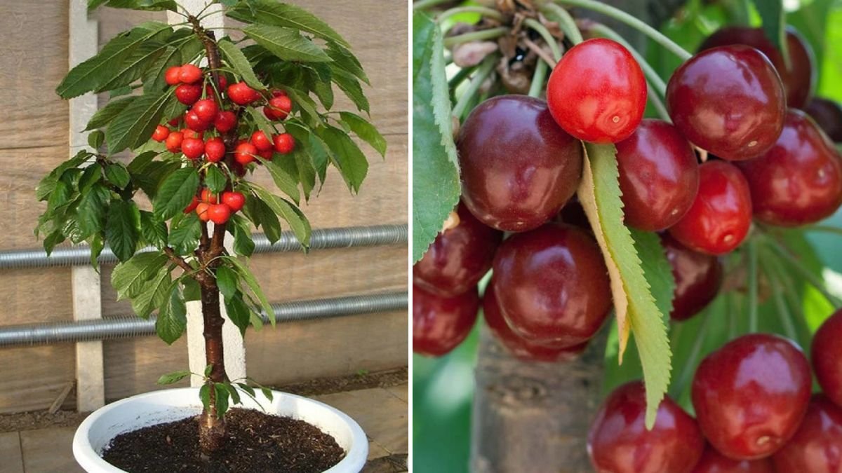The Ultimate Guide to Growing Dwarf Cherry Trees for Maximum Fruit Production
