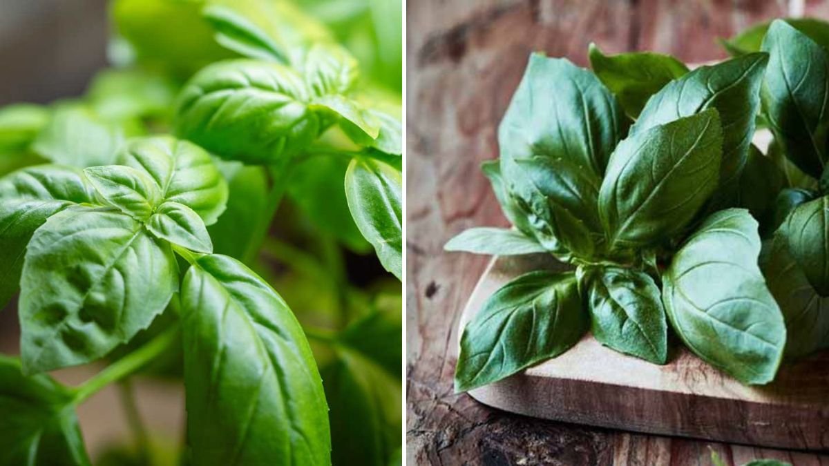 Easy Steps to Cultivate Lush Genovese Basil in Your Home Garden Without Any Complicated Techniques