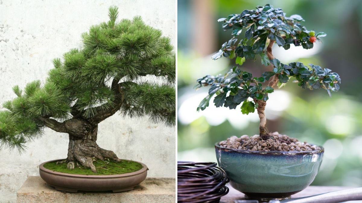 Discovering the Simple Techniques for Growing Pine Bonsai Outdoors with Minimal Effort