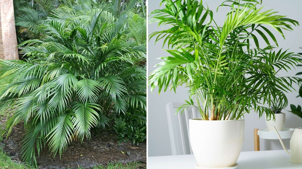 Discover the Easiest Methods for Thriving Chamaedorea Palm Indoors