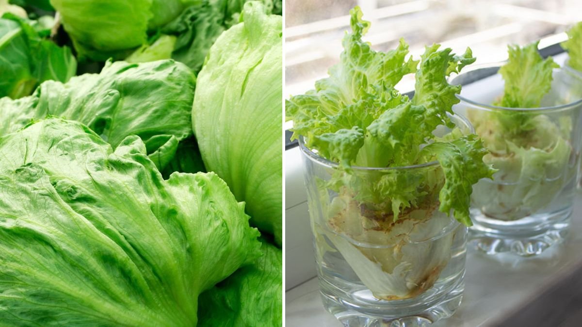 Simple Methods for Growing Iceberg Lettuce Indoors All Year Round