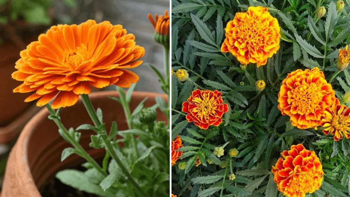 How to Successfully Grow Vibrant Marigold Flowers in Your Balcony Pots