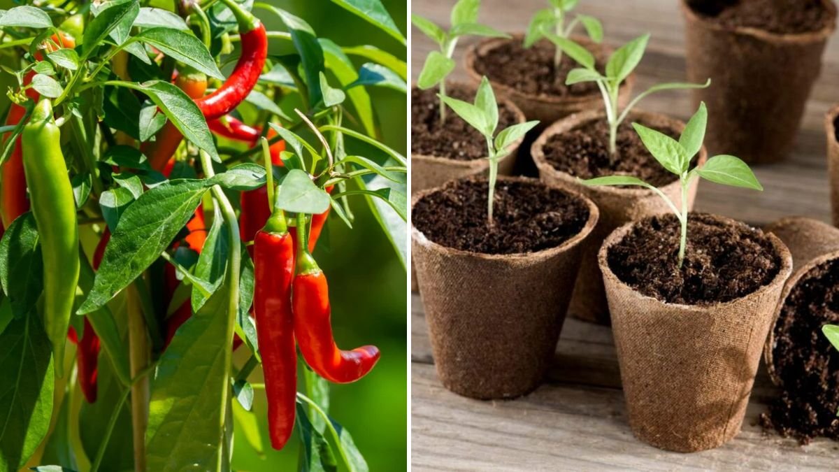 How to Cultivate Healthy Chilli Seedlings at Home for a Bountiful Harvest