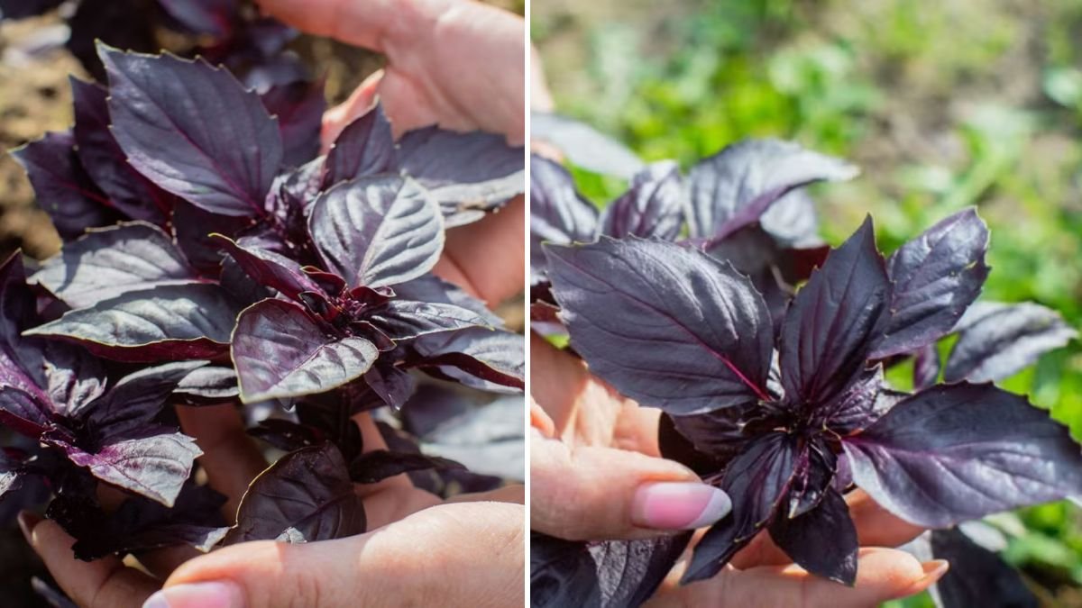 The Ultimate Guide to Successfully Grow Purple Basil in Containers for Flavorful Culinary AdventuresThe Ultimate Guide to Successfully Grow Purple Basil in Containers for Flavorful Culinary Adventures