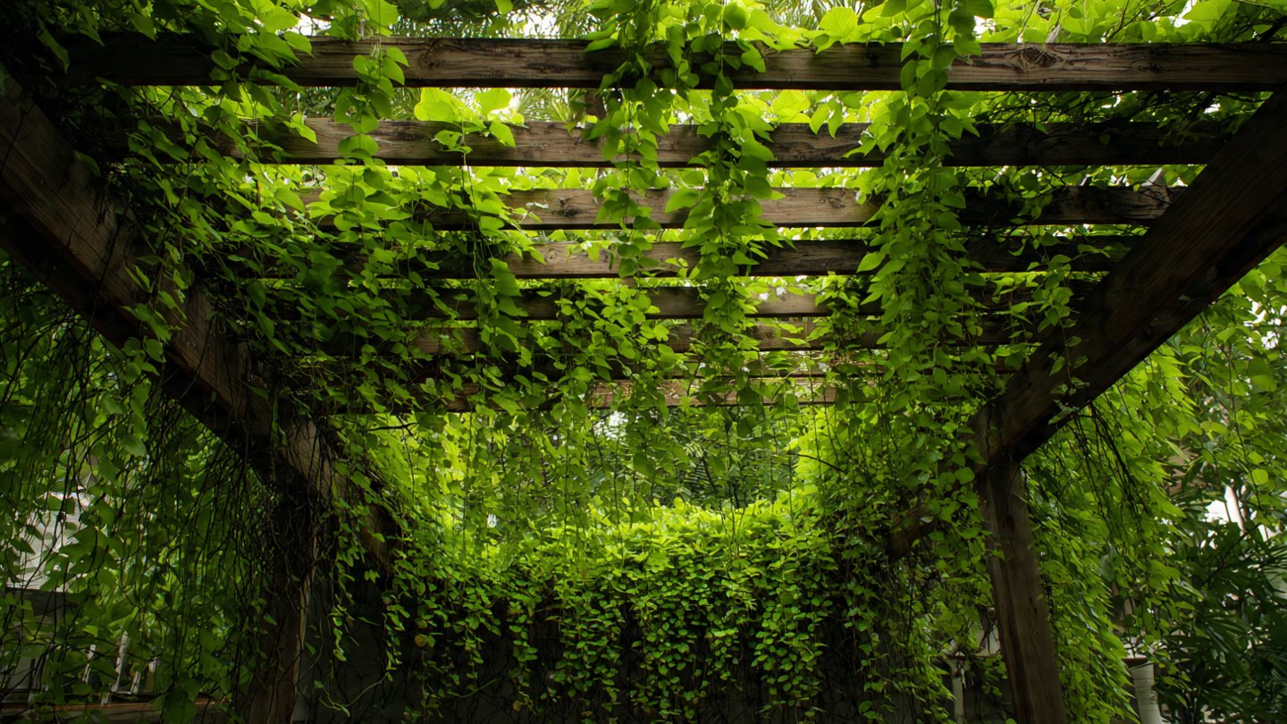 How to Grow Creepers for Pergola Shade: A Guide to Lush, Green Coverage