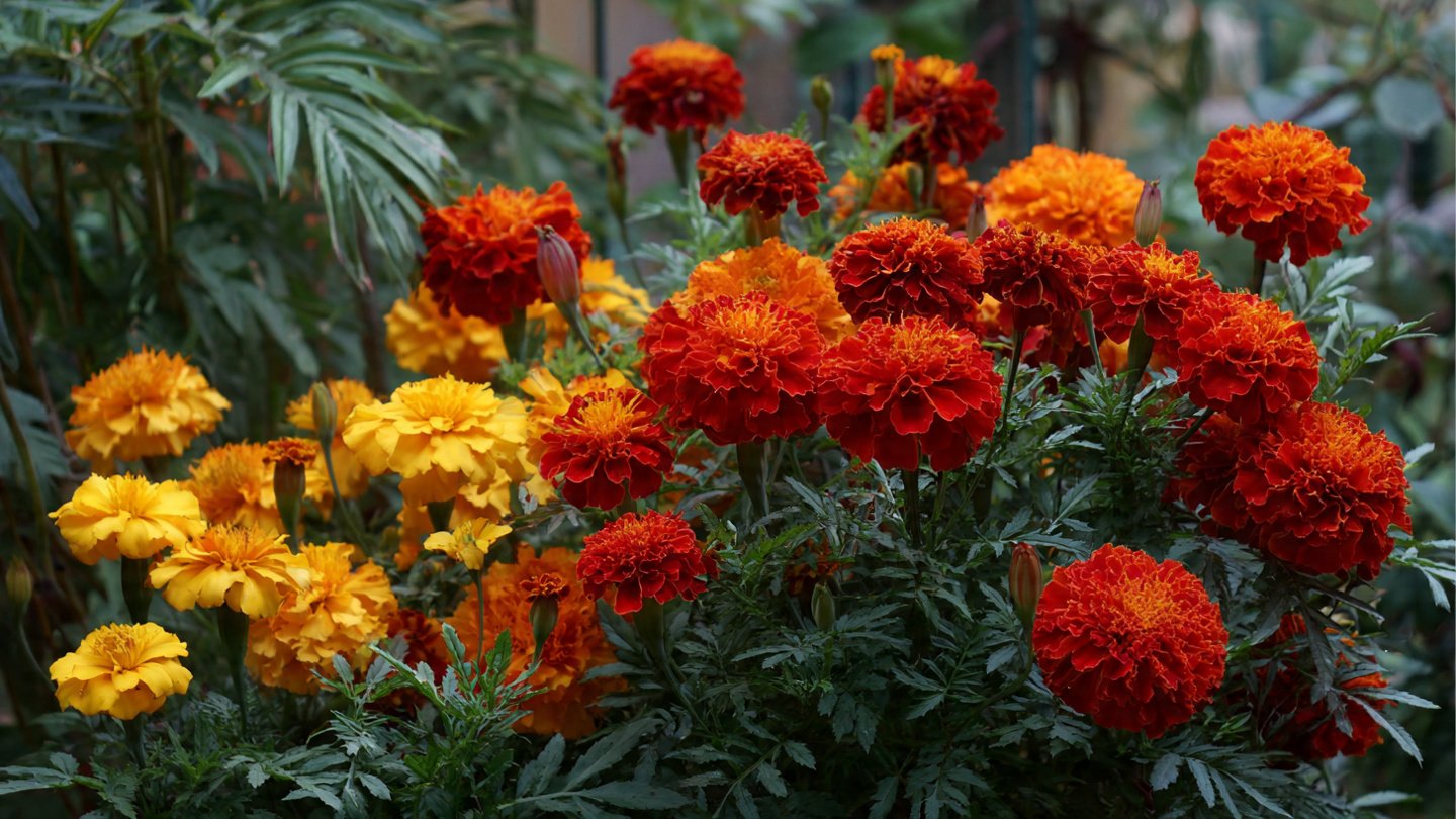 The Ultimate Guide to Growing African Marigolds in Your Home Garden for Vibrant Colors and Easy Care